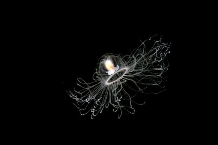 The Immortal Jellyfish—Nature’s Time Traveler