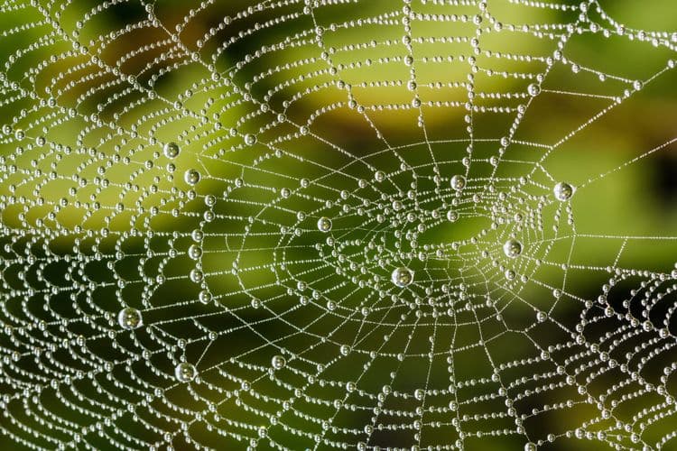 The Unbreakable Strength of Spider Silk—Stronger Than Steel