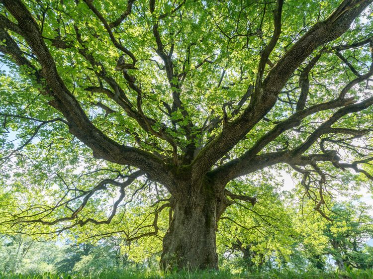 The Tree That Owns Itself