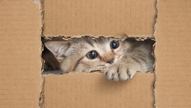Why Cats Love Boxes—Science Explains!