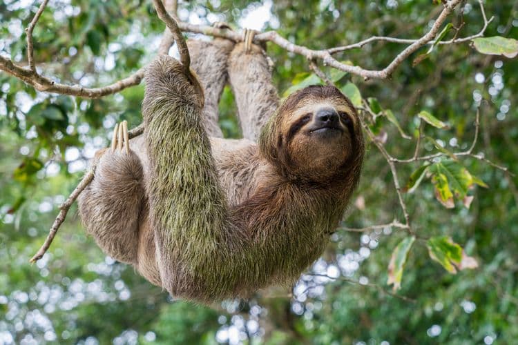 The Secret Life of Sloths: Slow but Surprisingly Smart