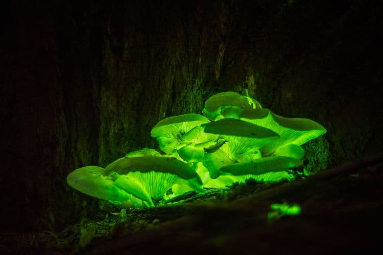 The Secret World of Bioluminescent Mushrooms