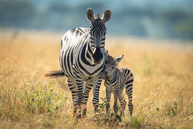 Why Do Zebras Have Stripes? A Tale of Camouflage and Cooling
