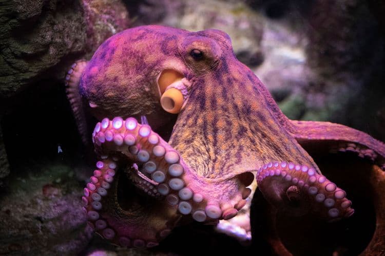 The Silent Octopus—The Ocean's Earless Wonder