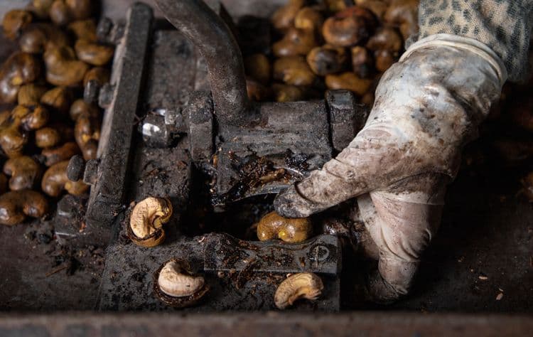 Why Cashews Are Never Sold in Their Shells