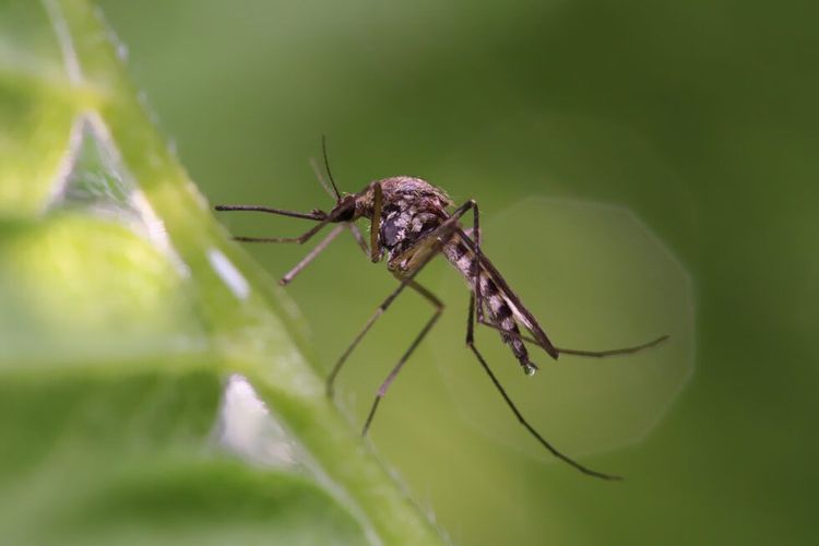How Mosquitoes Changed History