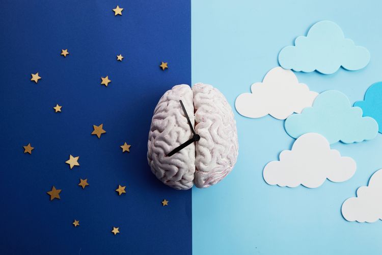 Your Brain Physically Rewires Itself Every Night While You Sleep