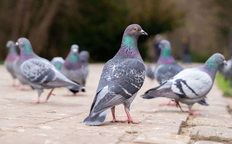 The Secret Life of Pigeons—Urban Geniuses in Disguise