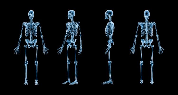 Your Body Creates an Entire New Skeleton Every Decade