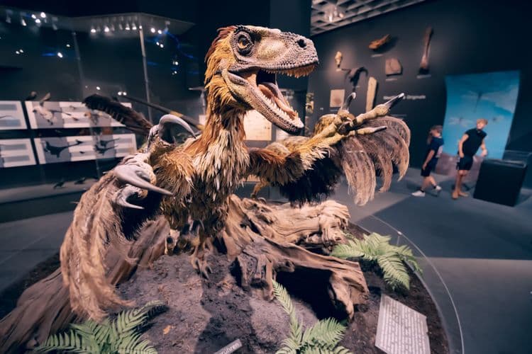 The Truth About Velociraptors—Tiny but Mighty Dinosaurs