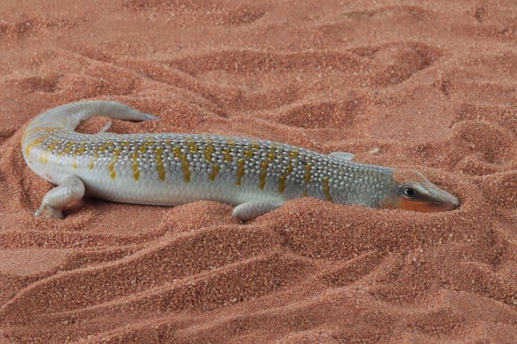 The Secret Skills of Sandfish—Nature’s Subterranean Swimmers