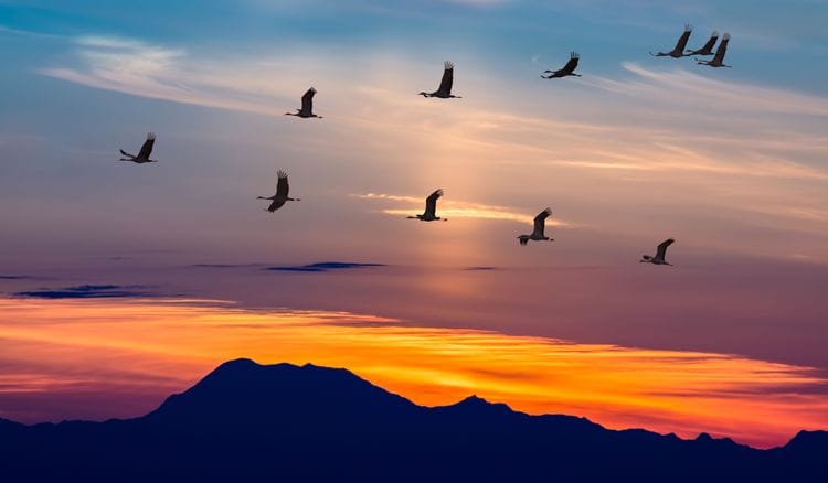 The Incredible Navigation of Migratory Birds