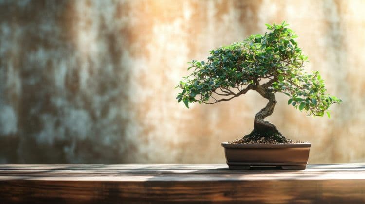 The Art of Bonsai Originated Over 1,000 Years Ago!