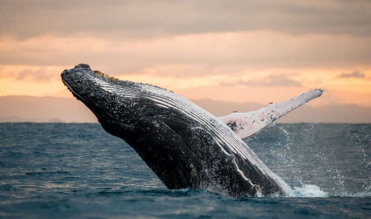 Why Whales Sing: Unlocking the Mystery of Their Oceanic Serenades
