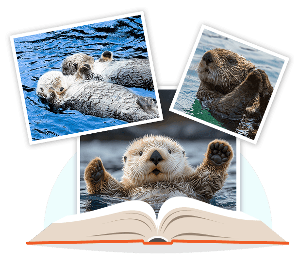 otters