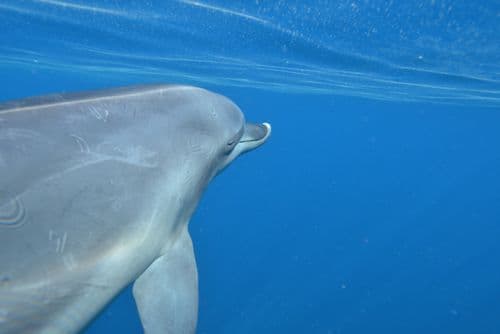 Why Dolphins Sleep with One Eye Open