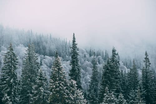 Why Evergreen Trees Stay Green in Winter