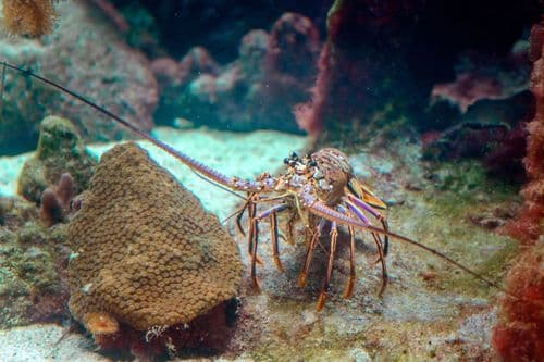 The Immortal Lobster Myth