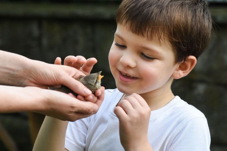 The Baby Bird Myth That's Completely False